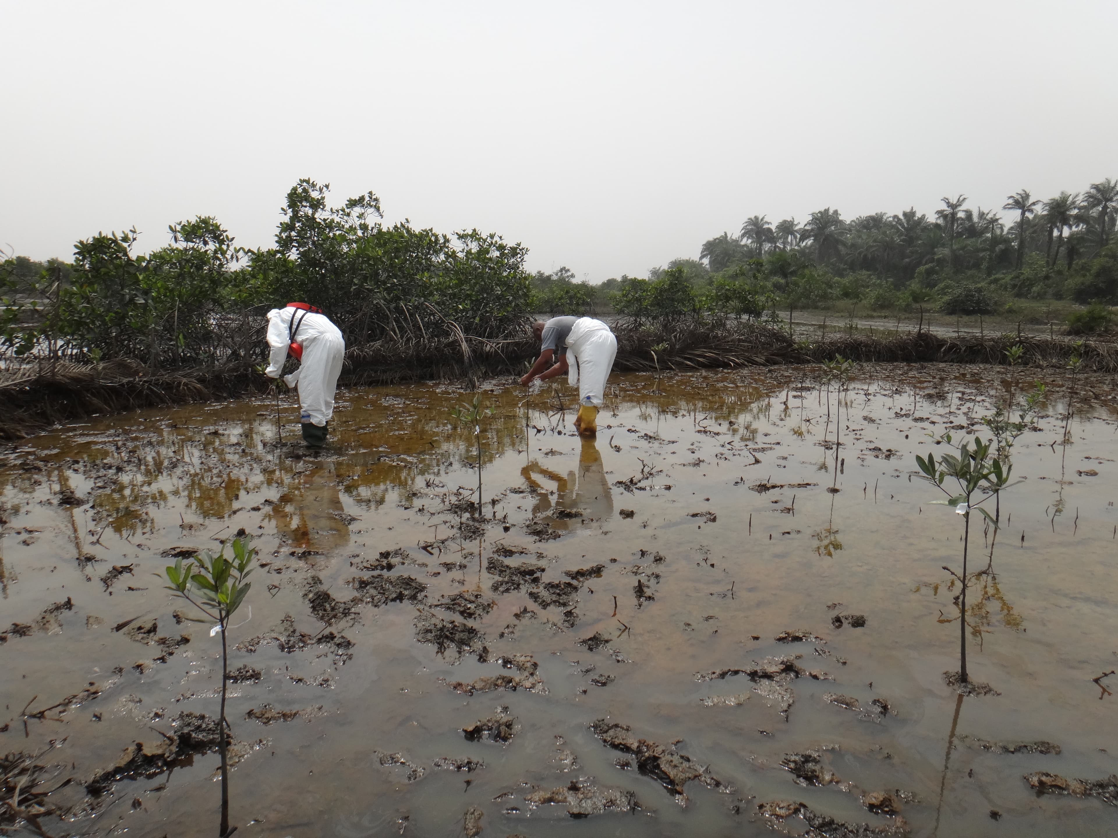 Environmental Studies and Consultancy Services